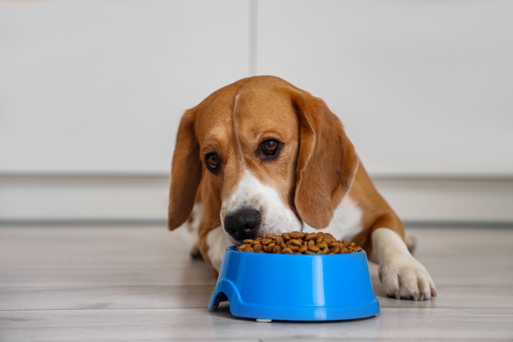 Everything You Need To Know About Feeding Your Puppy