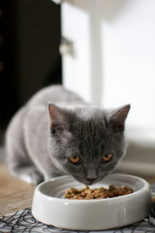 Everything You Need to Know about Feeding Kittens