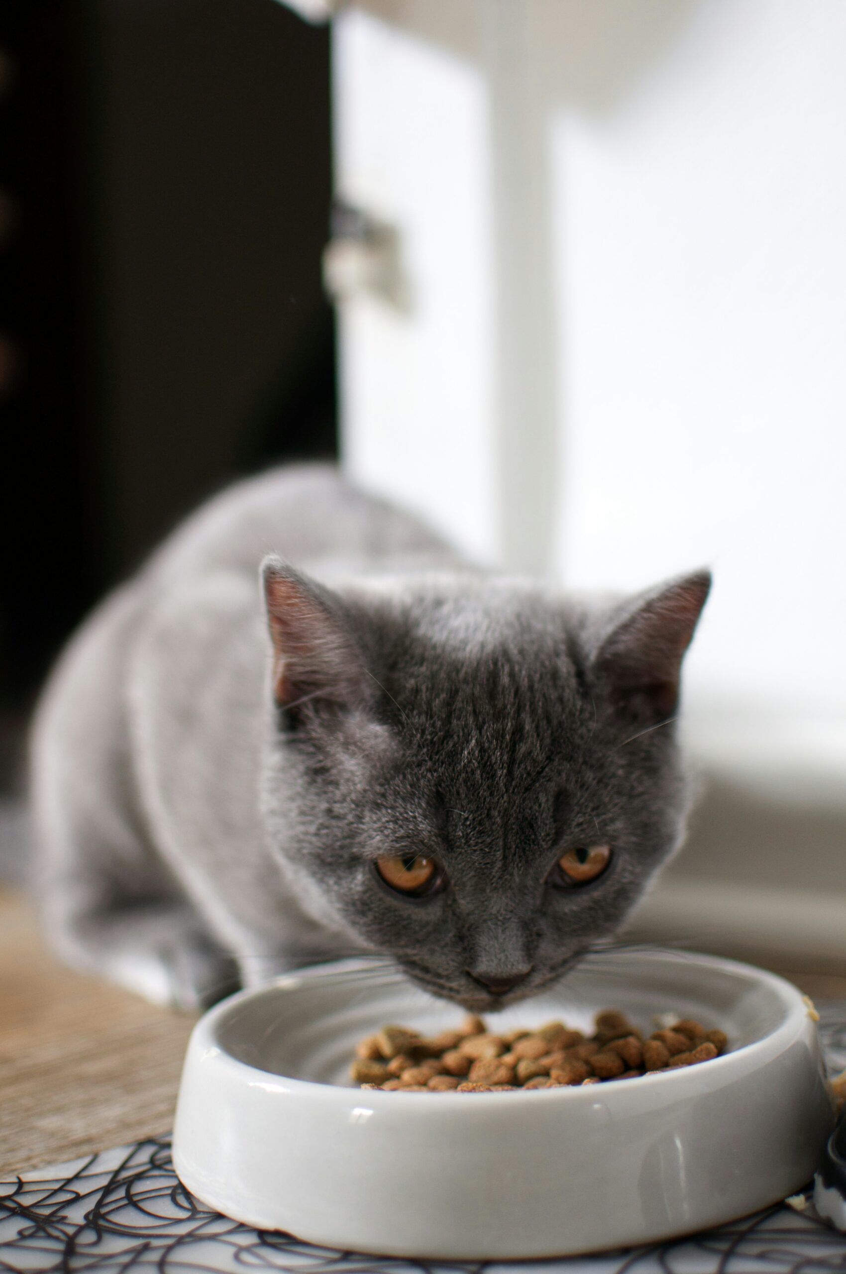 Everything You Need to Know about Feeding Kittens