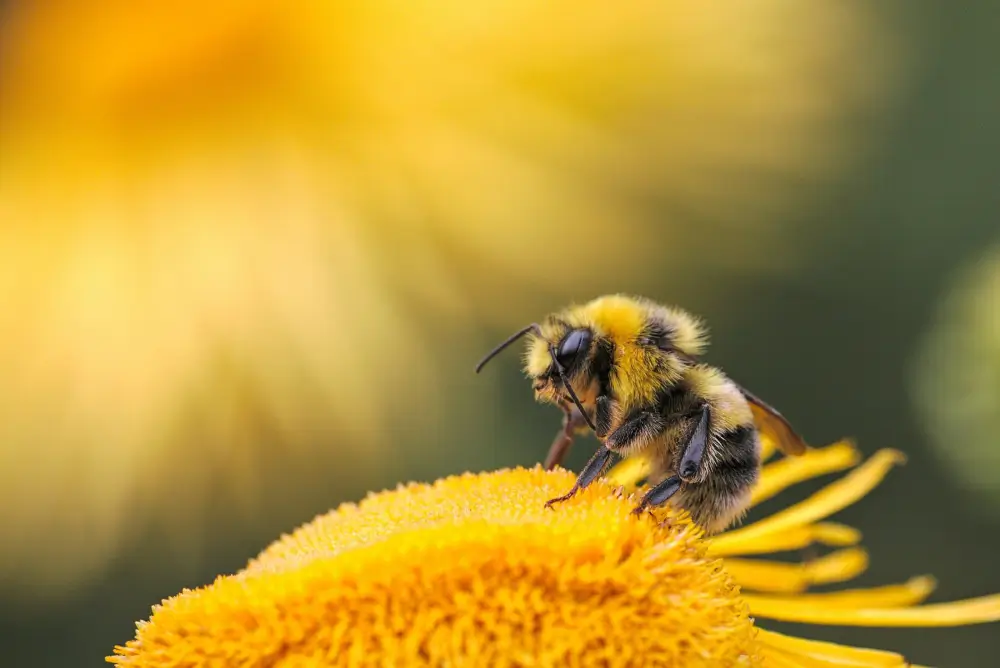 Wasp and Bee Stings on Pets and How to Treat Them.