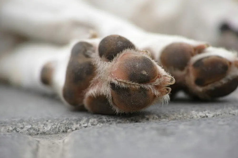 How to prevent and treat burnt dog paws