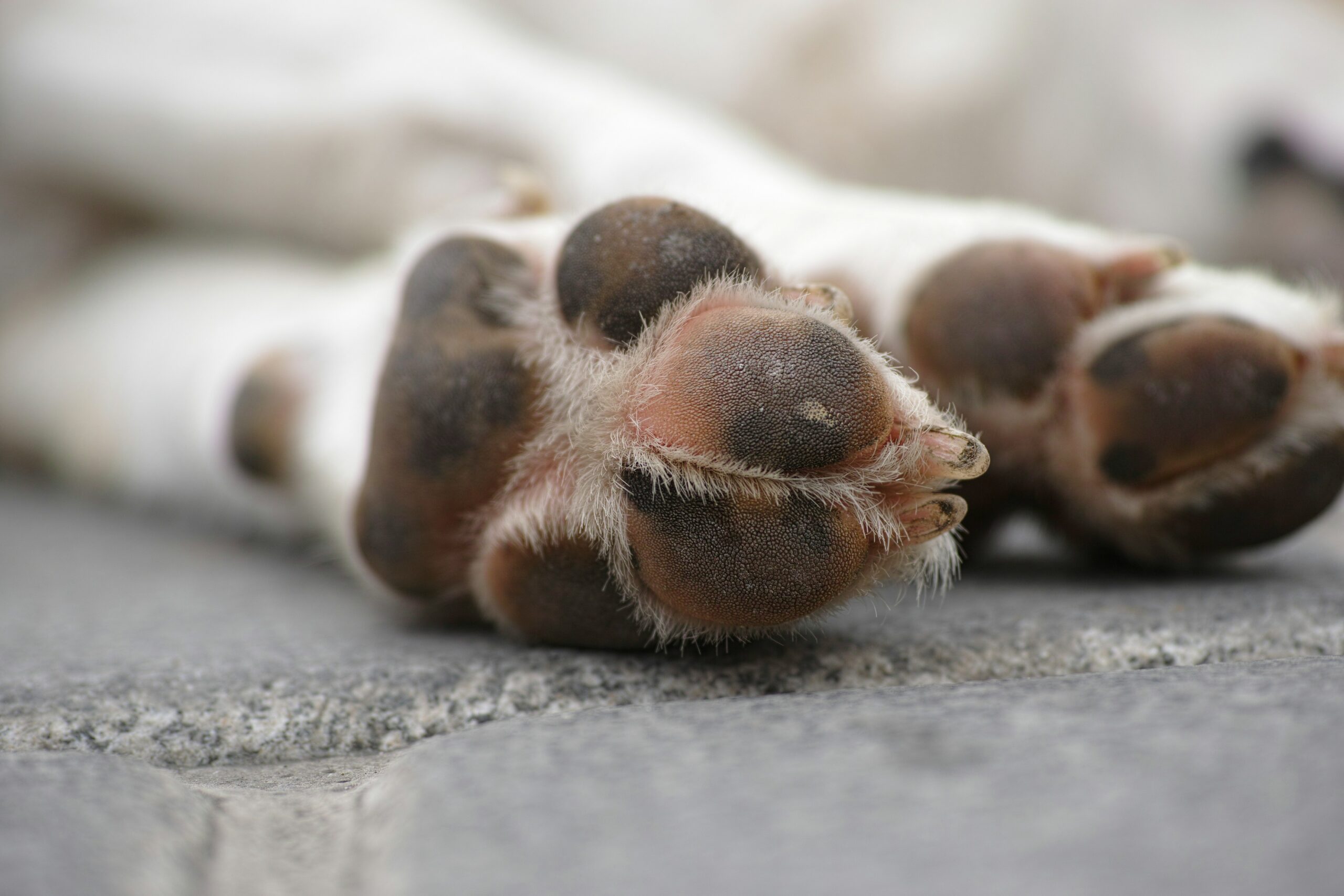How to prevent and treat burnt dog paws