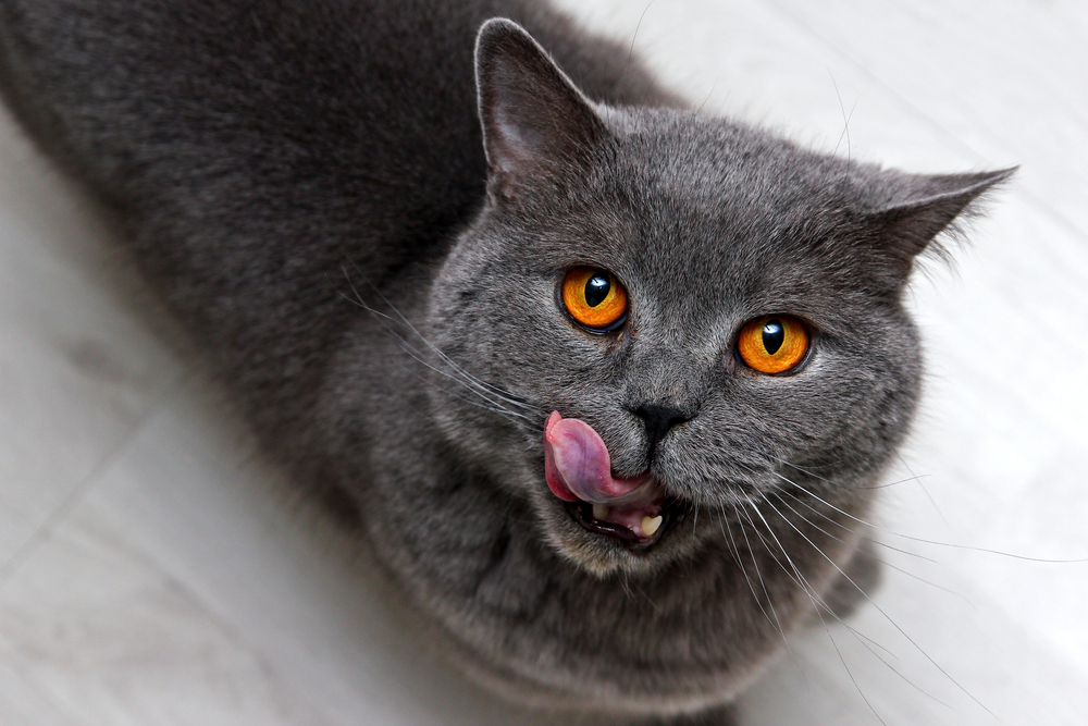 The Best Diet For Cats