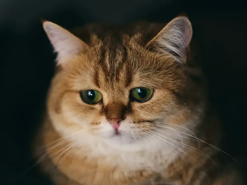 Helping to Manage Chronic Kidney Disease in Dogs and Cats