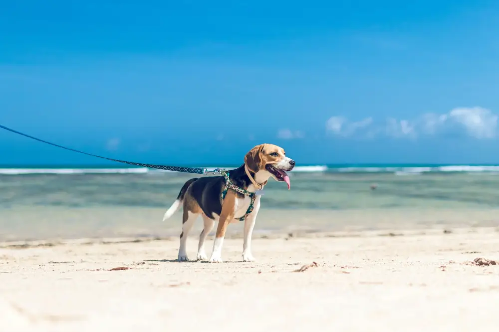 8 Things to Consider When Taking Your Pet On Holiday