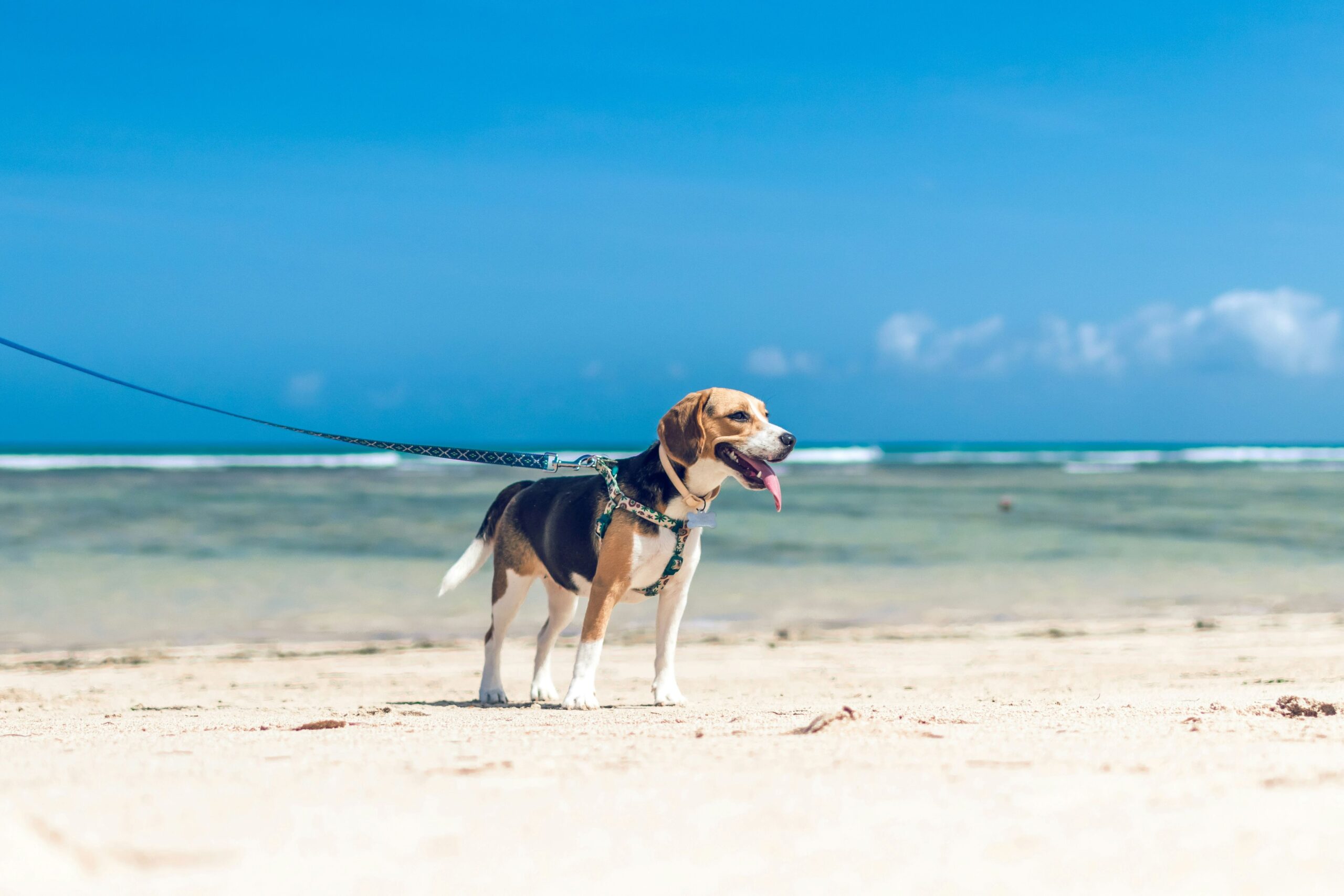 8 Things to Consider When Taking Your Pet On Holiday
