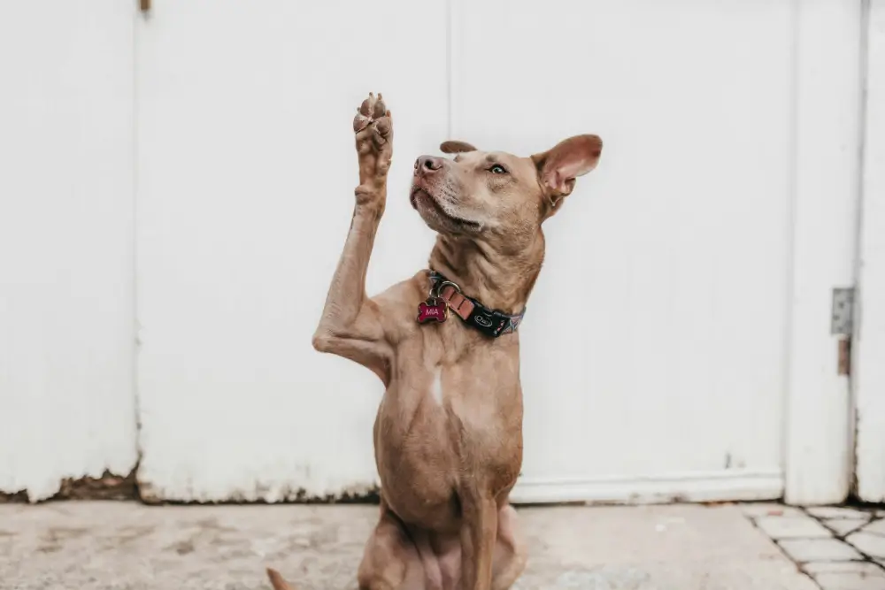 Fun and easy tricks to teach your dog during lockdown