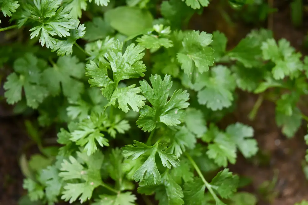 Dandelion & Parsley in Vet’s Kitchen Cat Food