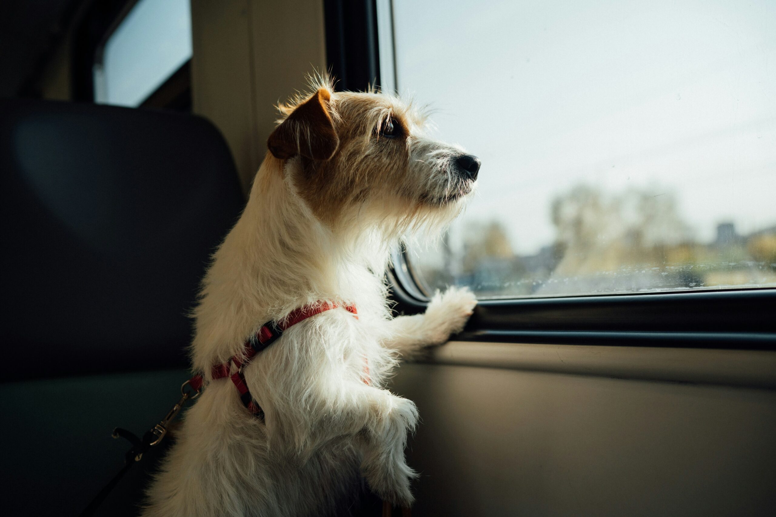 8 Ways to Reduce Travel Sickness in Dogs