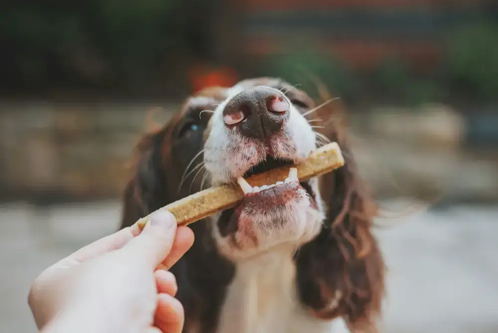 6 Nutrients to Boost Your Pets Immune System