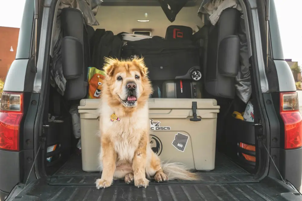 Pet Travel to Europe after Brexit