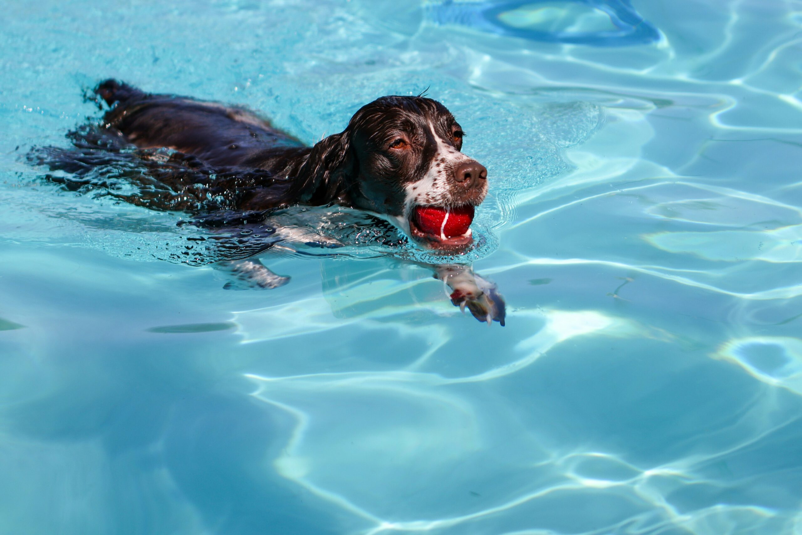 12 Ways To Keep Your Pet Cool