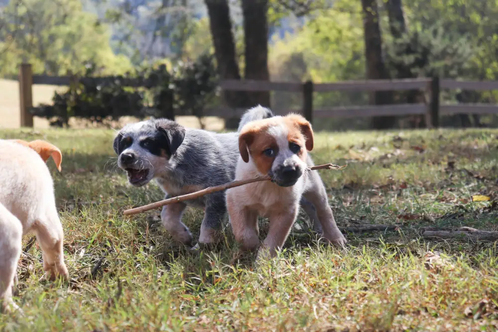 5 things you need to know about Puppy Socialisation
