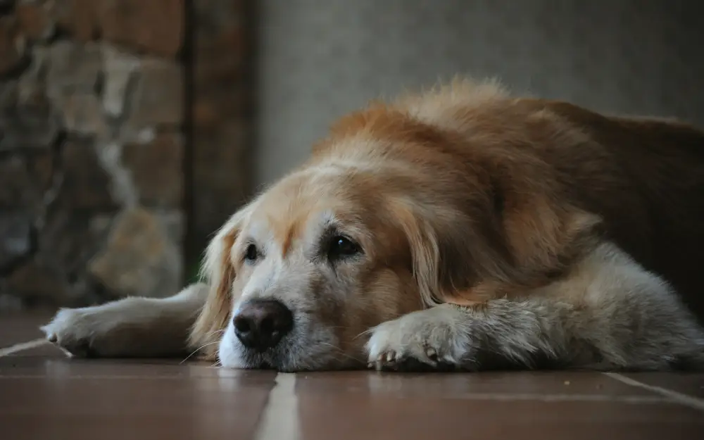 Can Dogs Get Dementia?