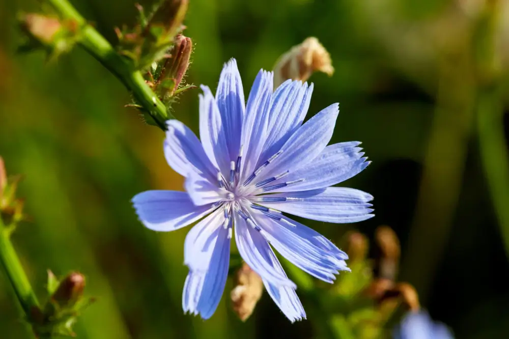Benefits of chicory for pet’s digestive health