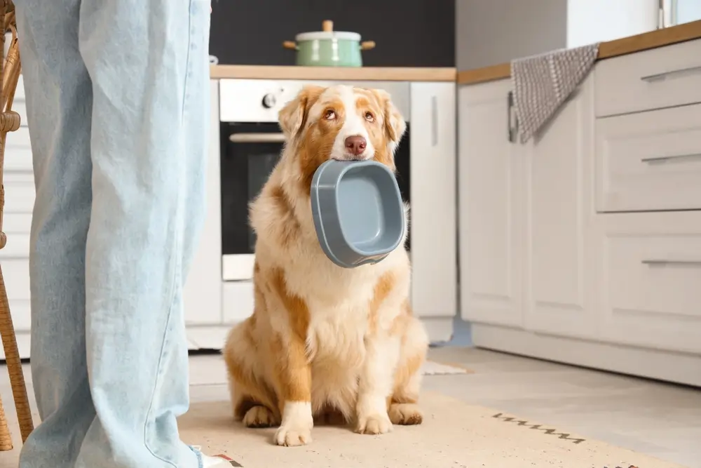 How do I work out the calories in pet food?