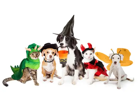 3 Common Ingredients That Make Dogs Ill During Halloween