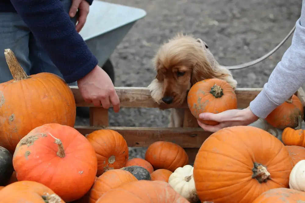 No Tricks Just Treats – Can Your Pet Eat Pumpkin?