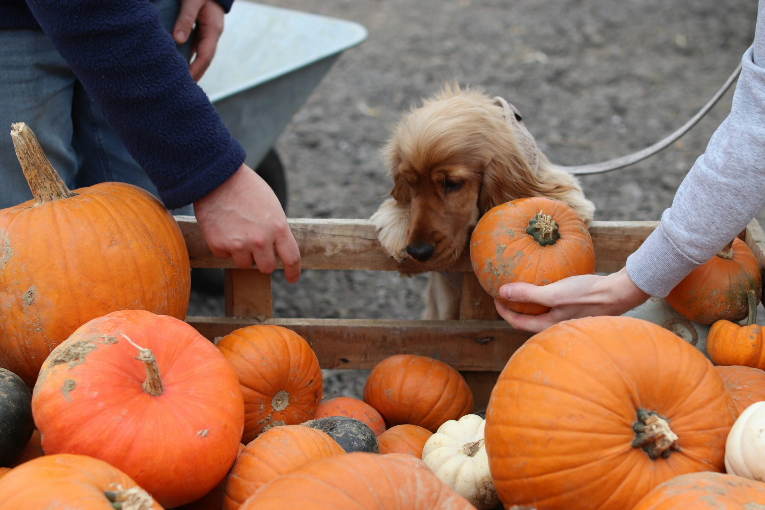 No Tricks Just Treats – Can Your Pet Can Eat Pumpkin?