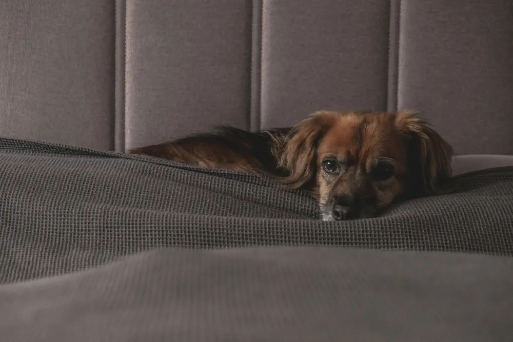 8 Tips to Make Sure Your Pets are Safe During Fireworks