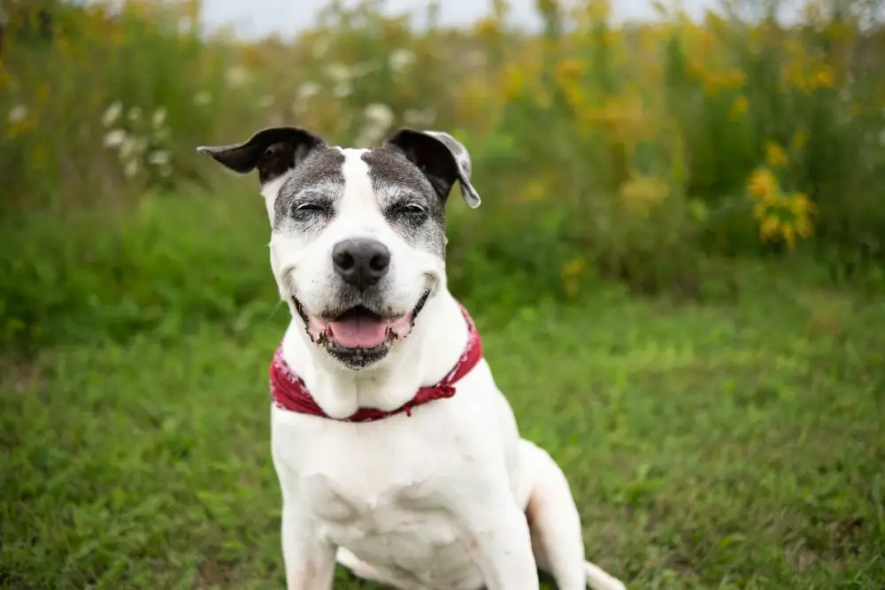 How To Keep The Older Dog Happy, Healthy And Active