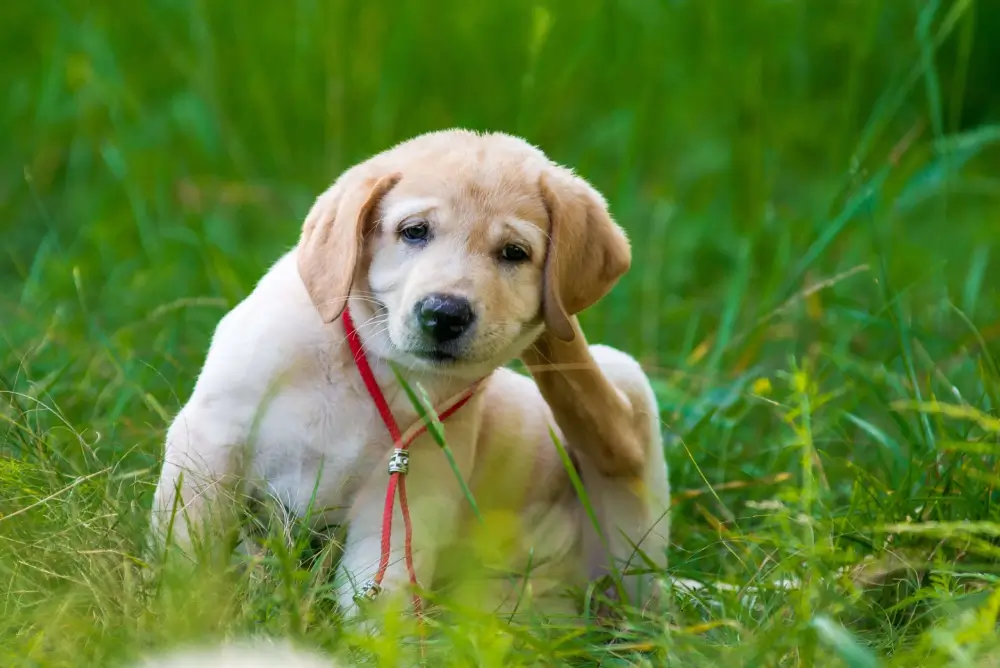 Best Way To Get Rid Of Fleas