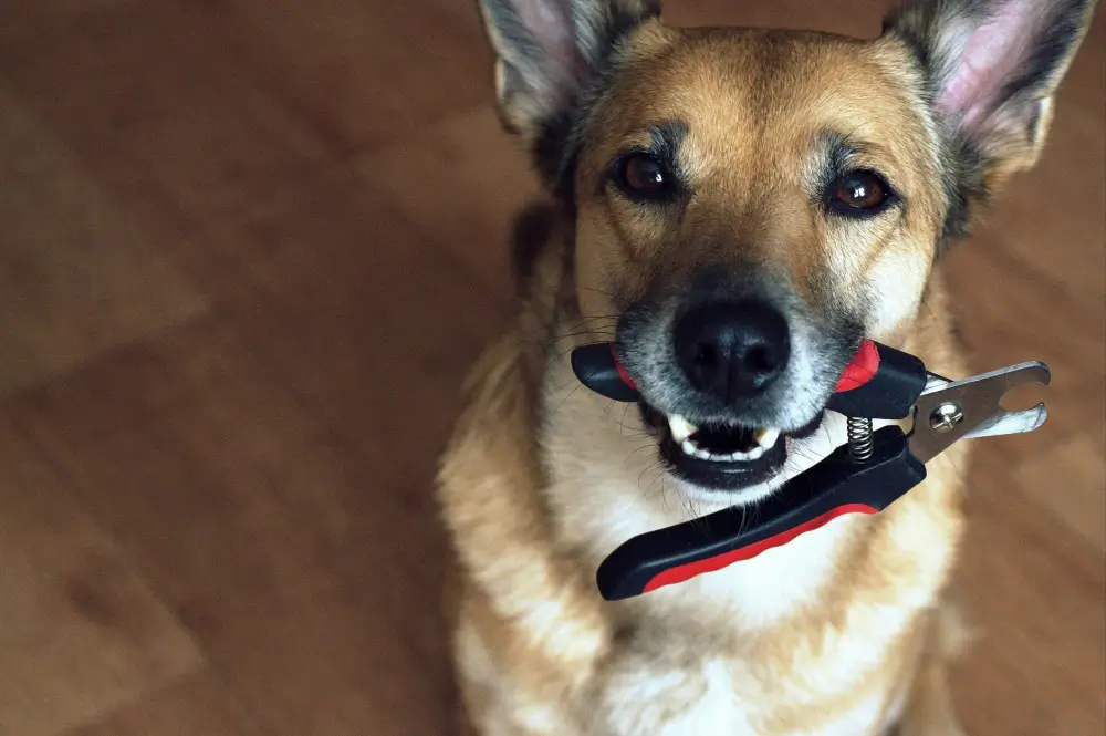How to clip your dog’s nails