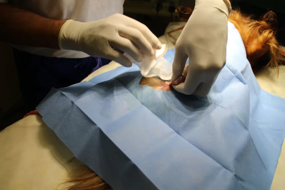When should you neuter your dog?