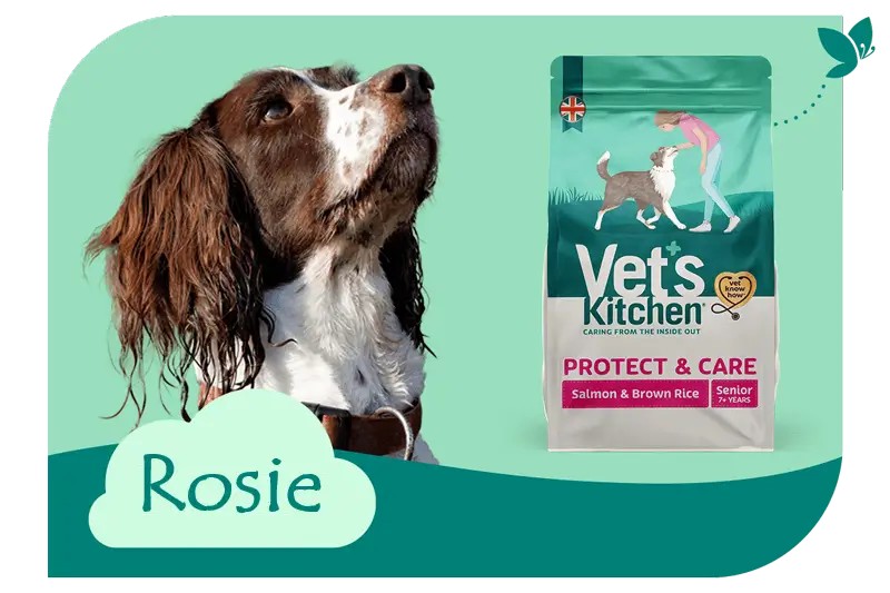Does my Senior Dog need to change diet?