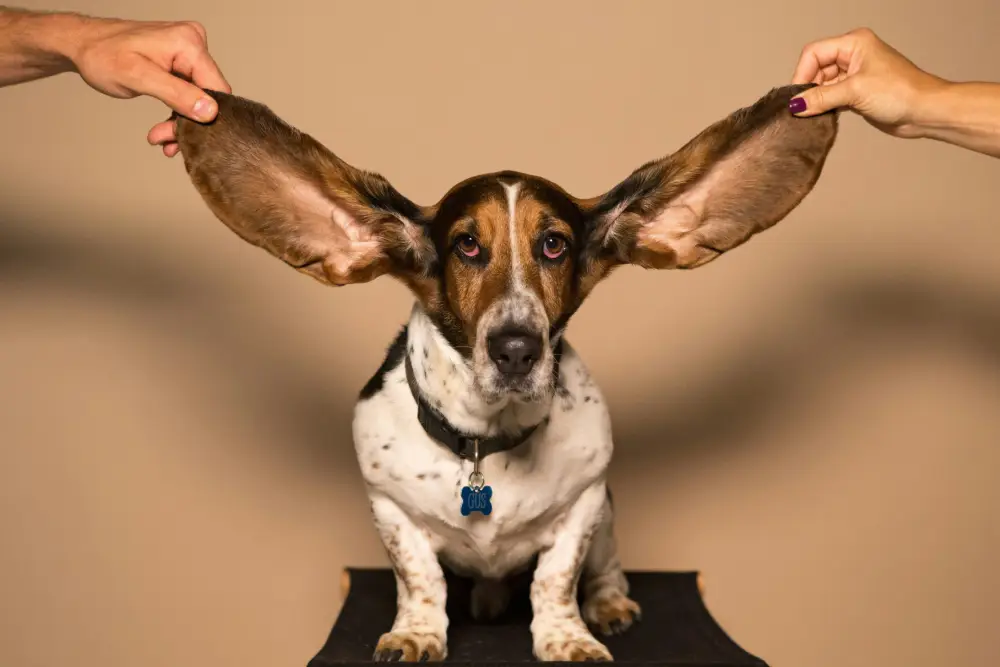 How do you clean your dog’s ears?