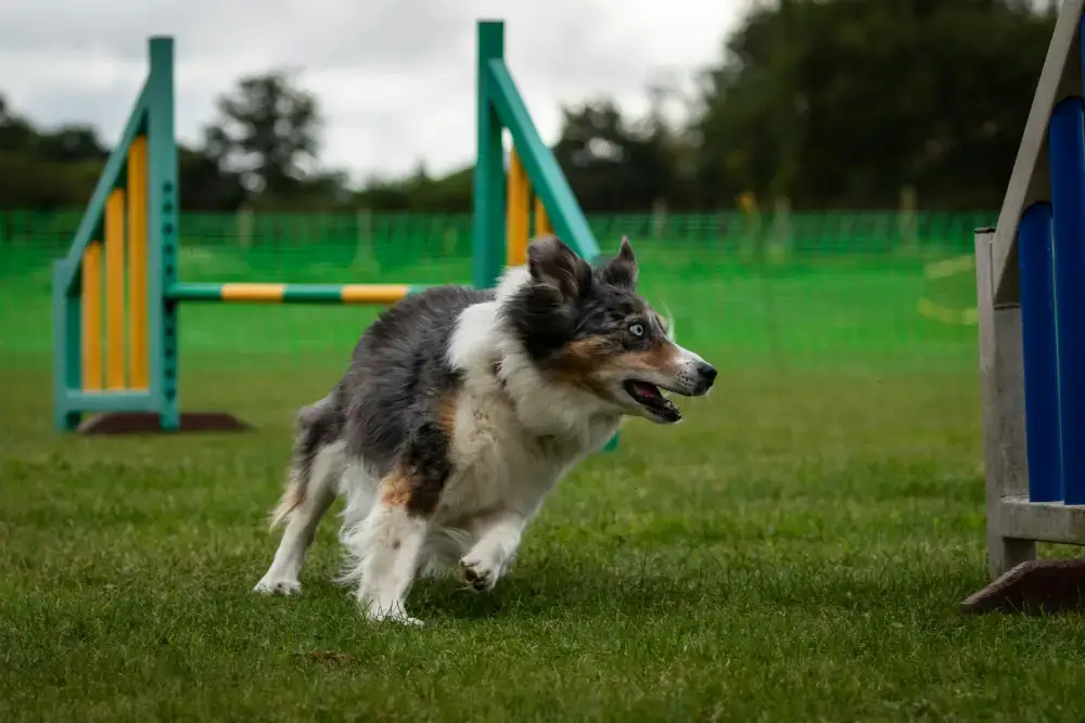 What is Canine Hoopers?