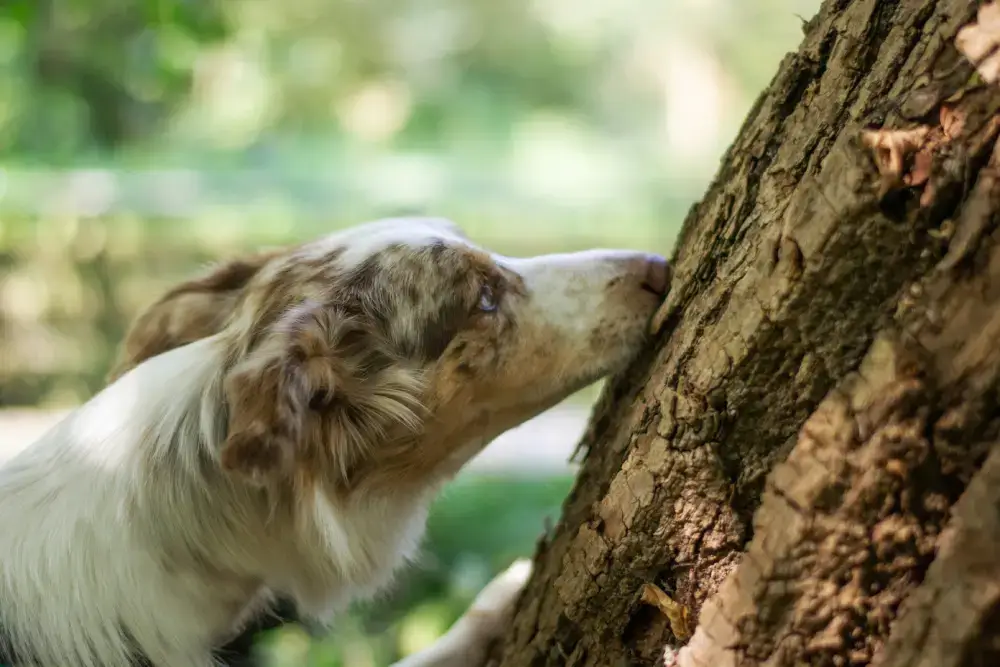 Why is sniffing so important for dogs?