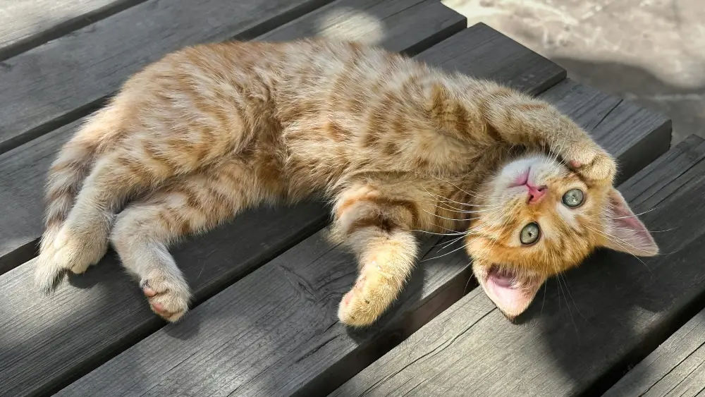 Can cats suffer from heatstroke?