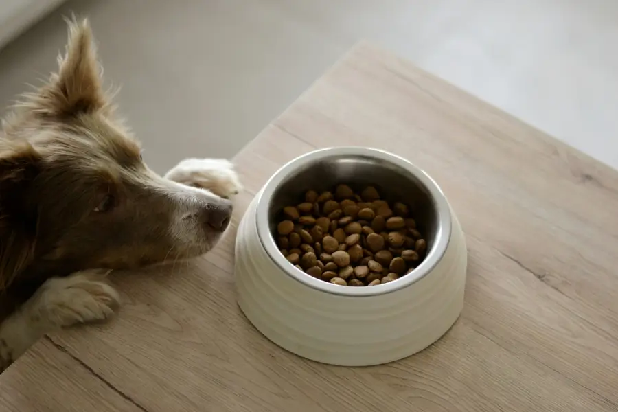 Adult dog food – When to switch from puppy food?