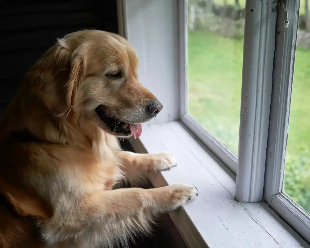 Canine roadmap out of Lockdown