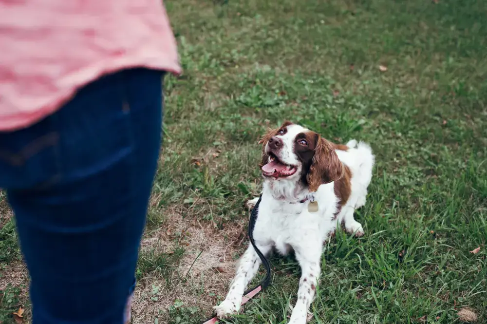 Back to school! How to choose a dog trainer