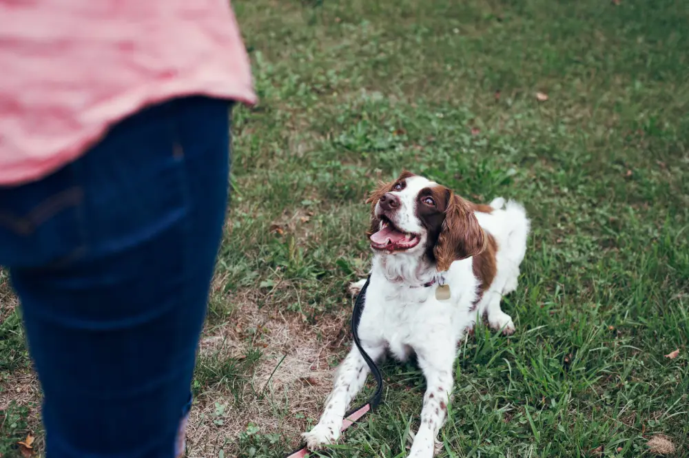 Back to school! How to choose a dog trainer