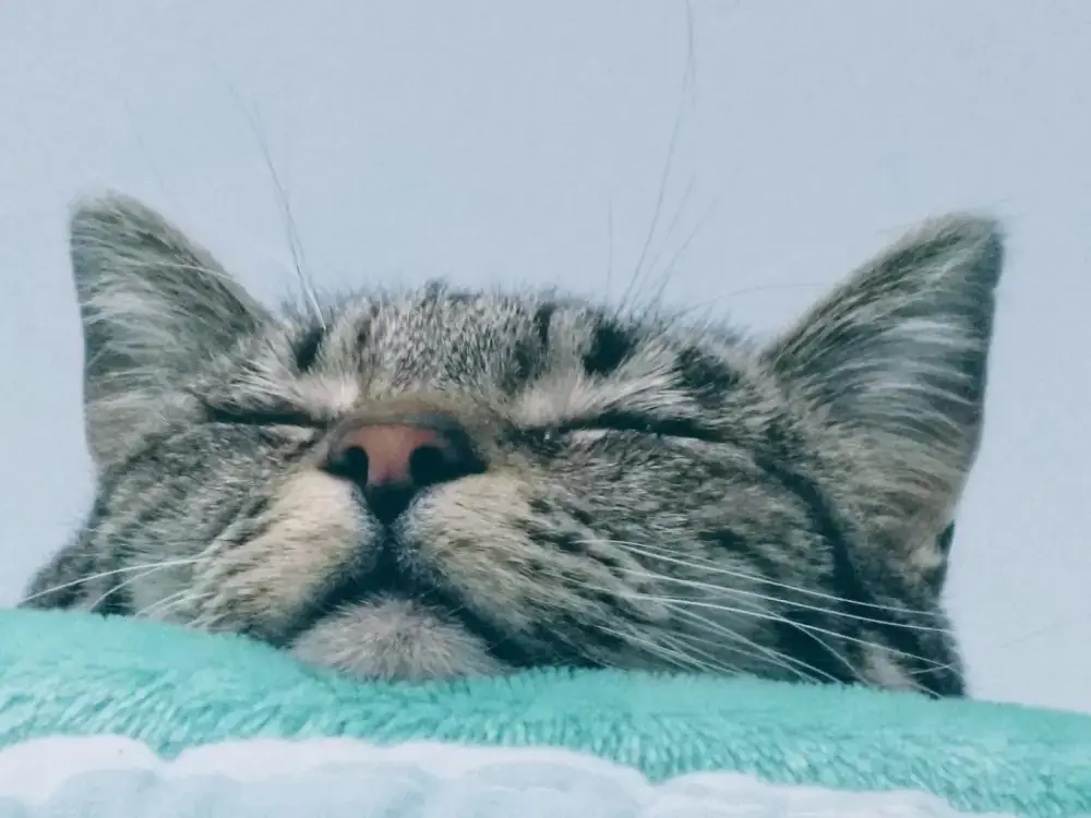 10 signs your cat is stressed .. and how to fix it