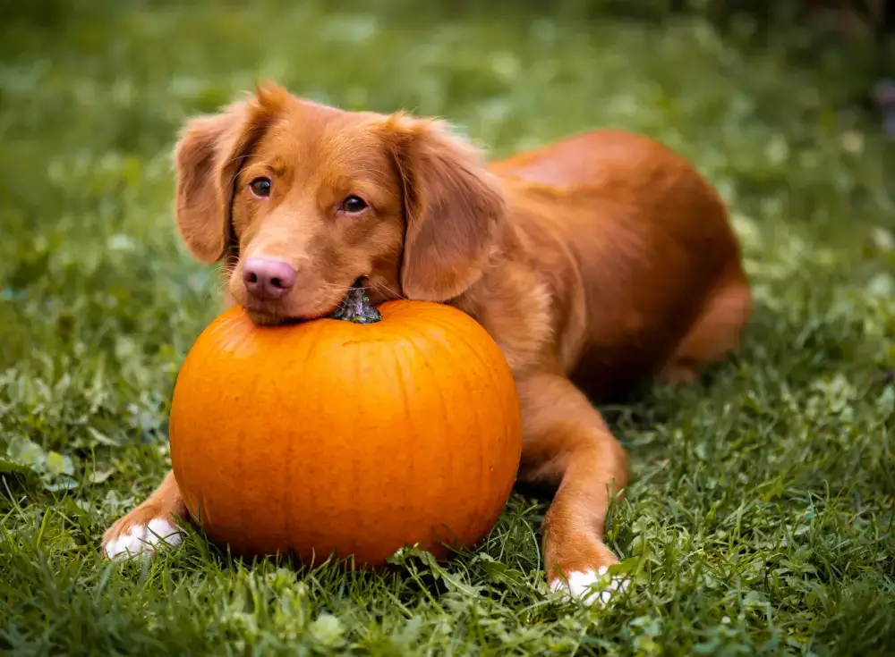 Birch Hill Dog Rescue – Happy Halloween