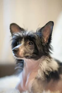 Chinese crested dog