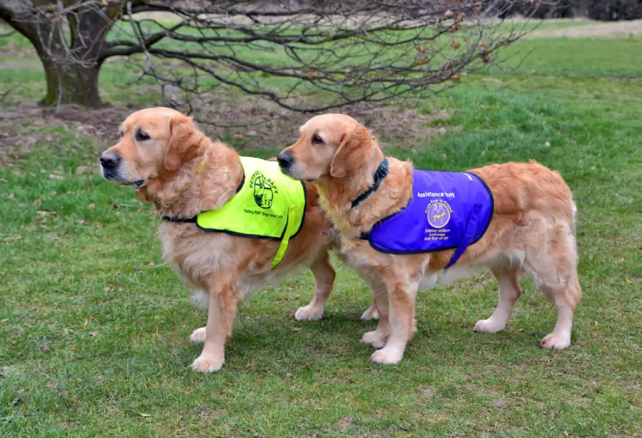 Golden Retriever Assistance Dogs