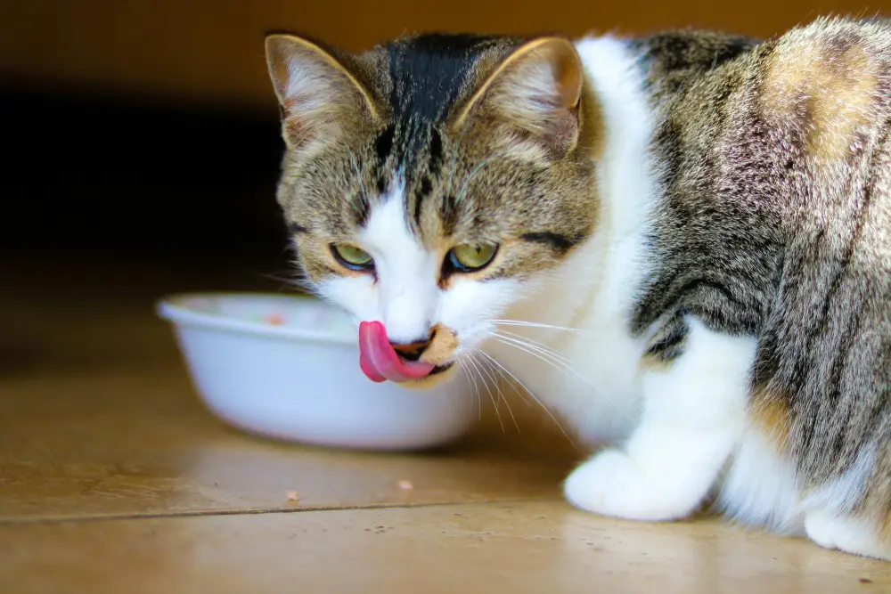 Understanding Your Cat’s Food