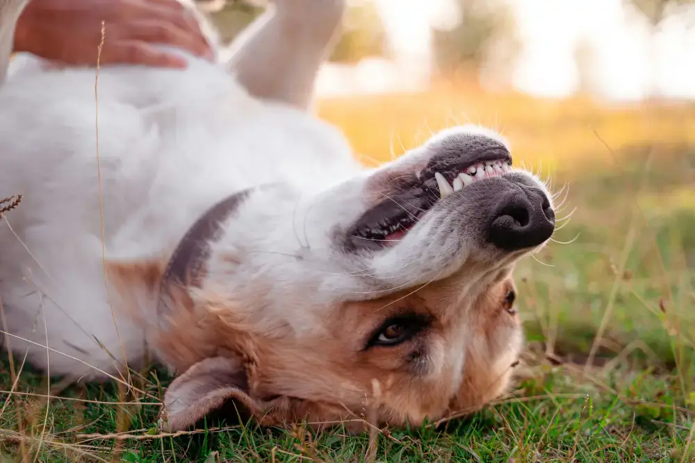 Should I be brushing my pet’s teeth?