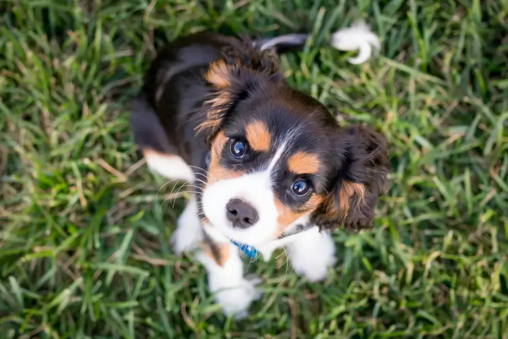 Getting a new puppy is easy…right?
