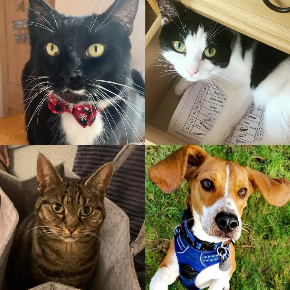 Celebrating National Pet Day