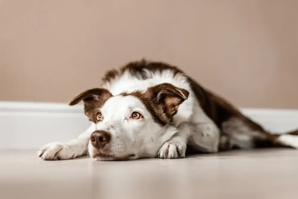 Slippery floors and senior dogs