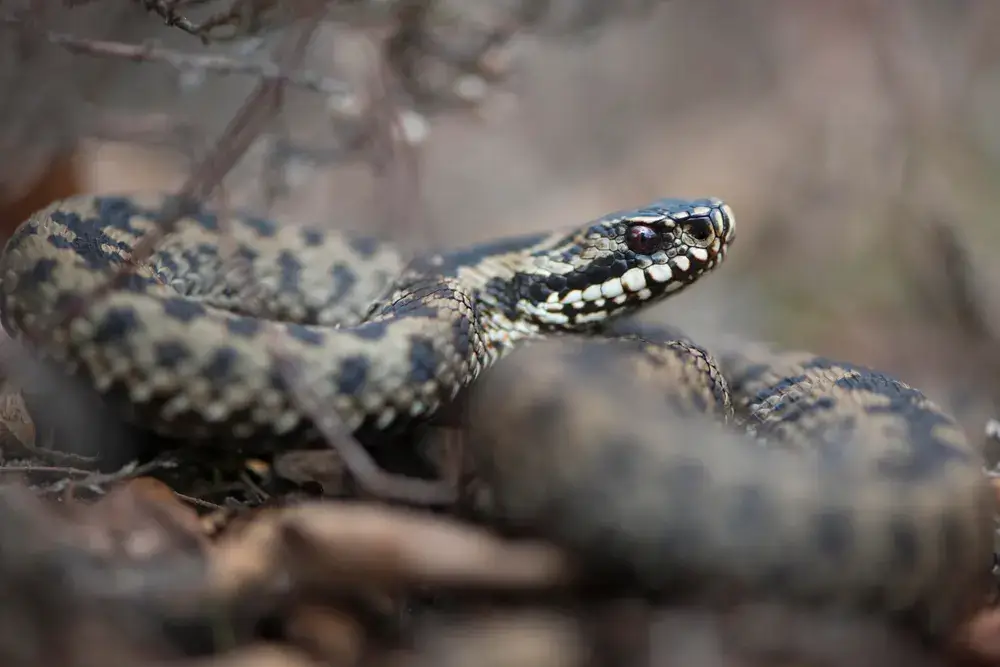 Adder bites in dogs