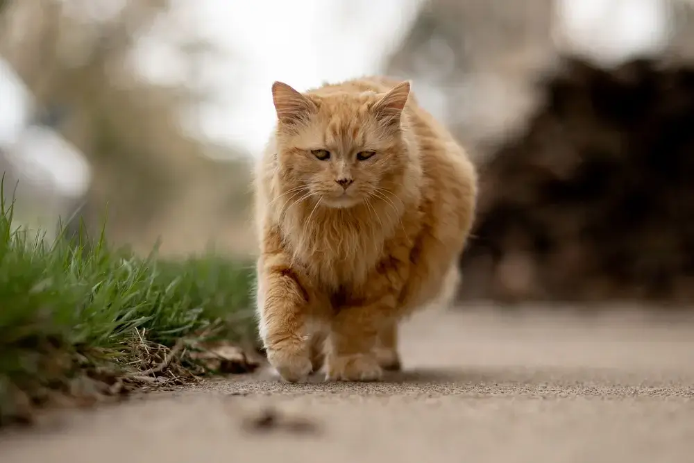 Hairballs in cats