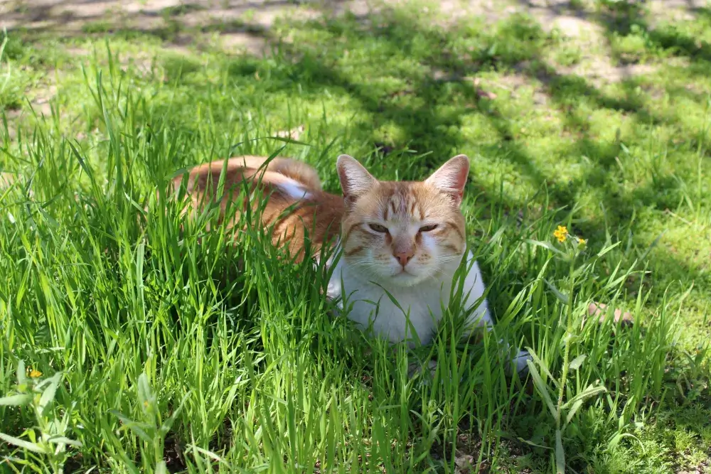 Top Tips To Keep Your Pet Safe In Spring