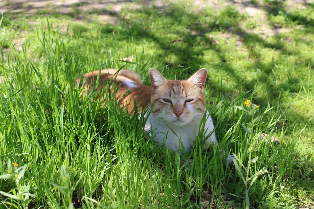 Top Tips To Keep Your Pet Safe In Spring